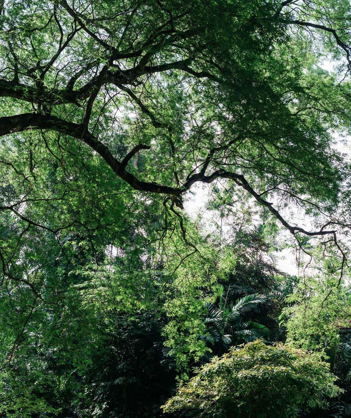 Looking up into the canopy: wide branches spreading over the garden.