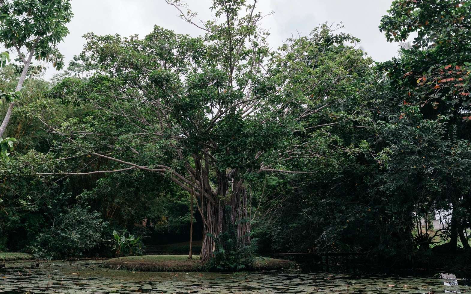 A banyan on a small grassy island in the lake, its aerial roots hanging to the ground, lily pads on the water.