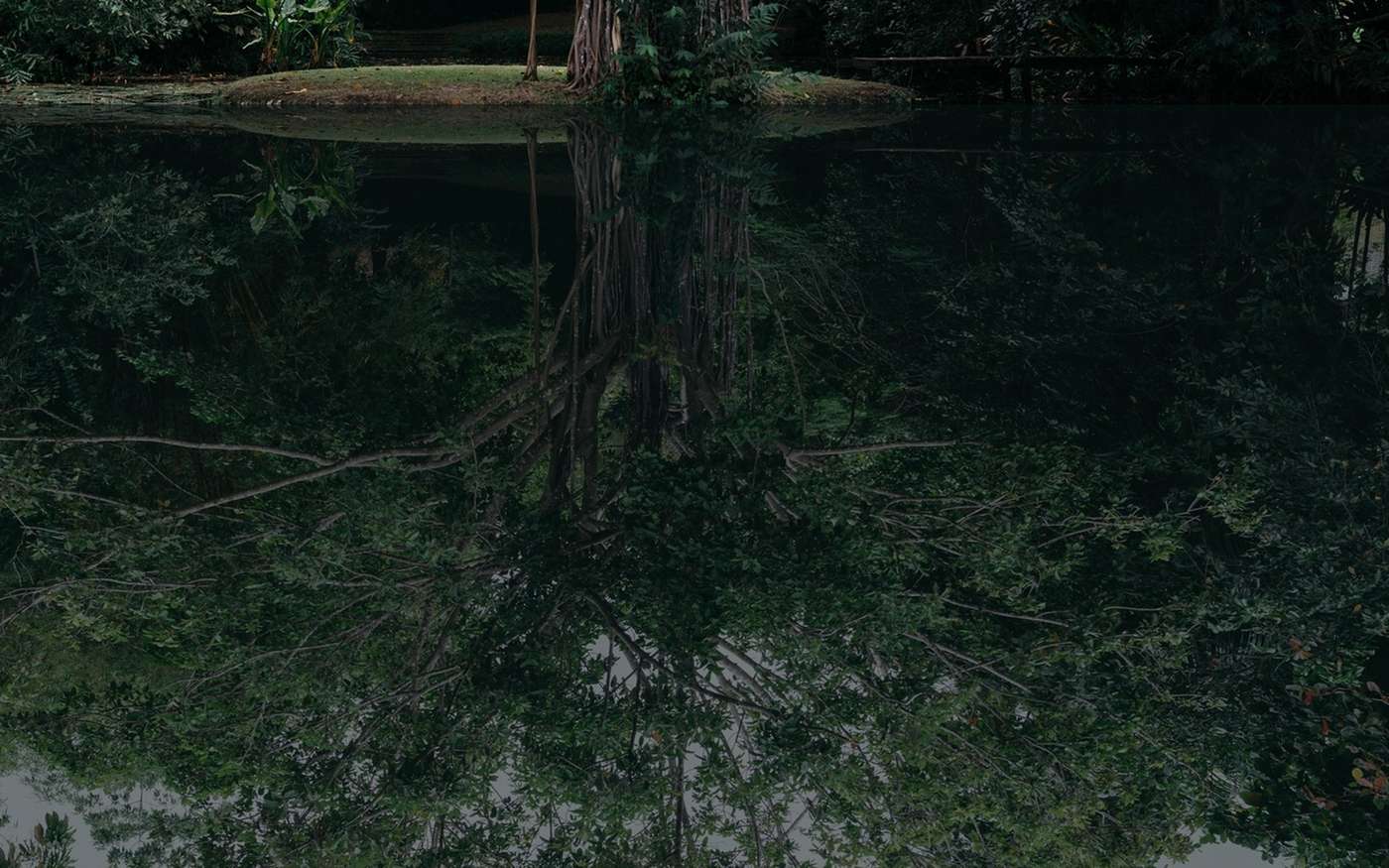 A banyan on an island in the lily lake at Boutique 87, reflected in the still water.