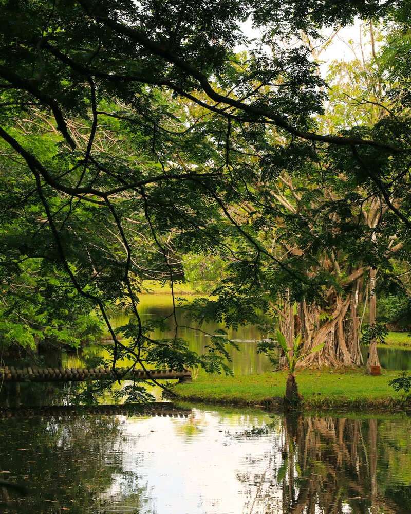 Branches arching over the still green water of the marsh, reflections of trees in it.