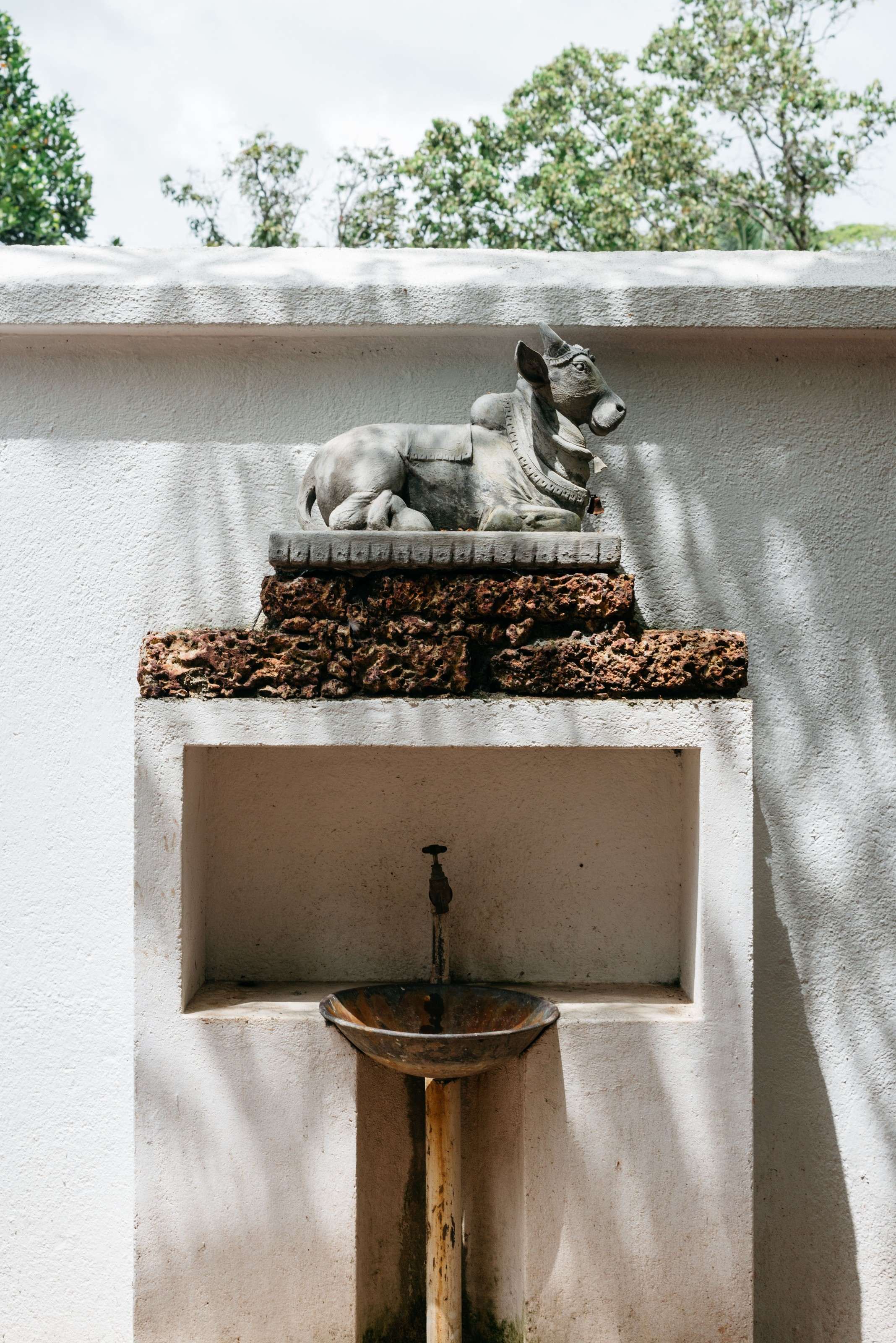 A grey stone bull lying on a plinth of rough red laterite, set into a whitewashed wall above a small basin.